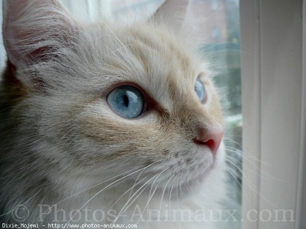 Photo de Ragdoll