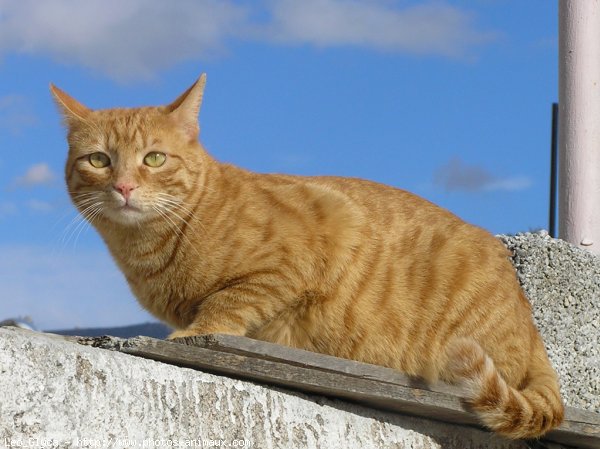 Photo de Chat domestique