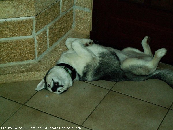 Photo de Husky siberien