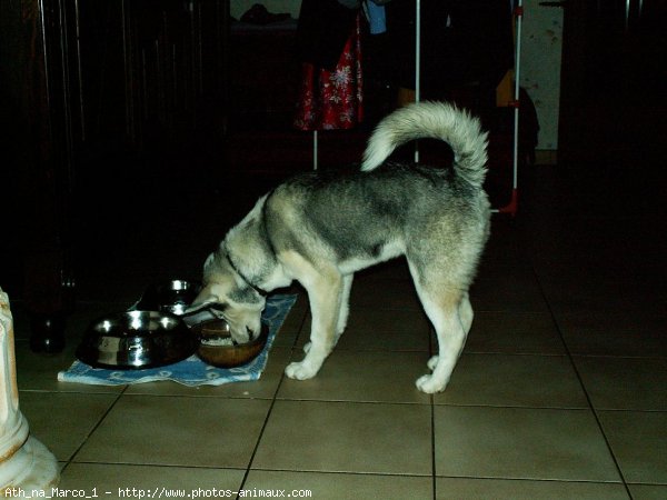 Photo de Husky siberien