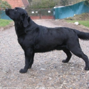 Photo de Labrador retriever