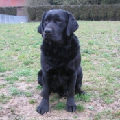 Photo de Labrador retriever