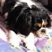 Photo de Cavalier king charles spaniel