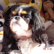 Photo de Cavalier king charles spaniel