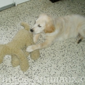 Photo de Golden retriever