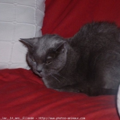 Photo de Chartreux