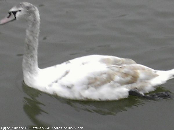 Photo de Cygne