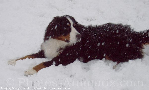 Photo de Bouvier bernois