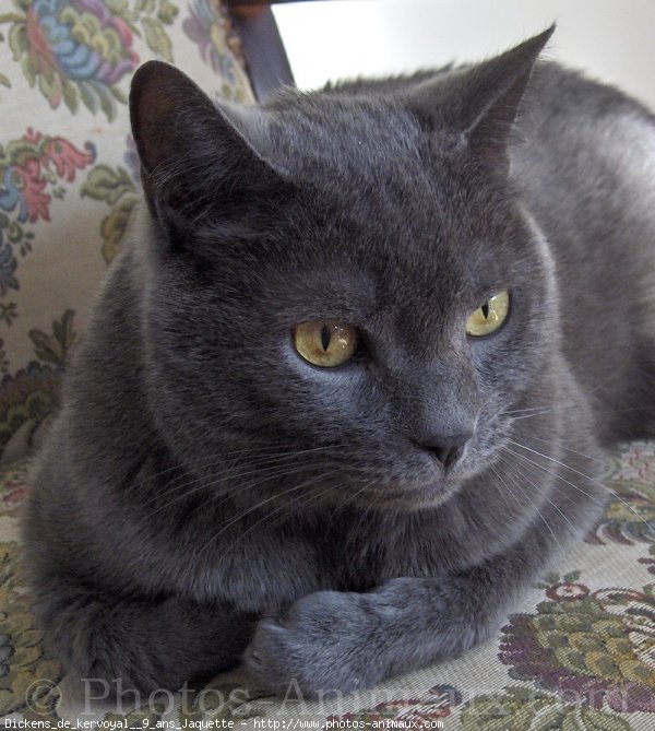 Photo de Chartreux