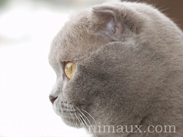 Photo de Scottish fold