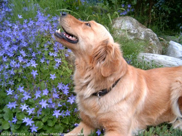 Photo de Golden retriever