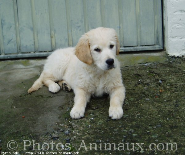 Photo de Golden retriever