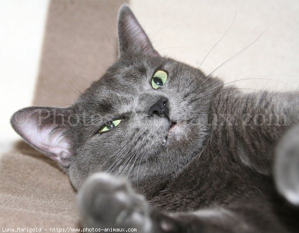 Photo de Chartreux