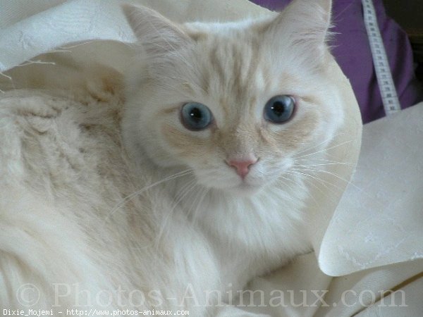 Photo de Ragdoll