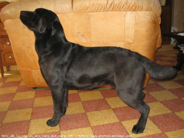 Photo de Labrador retriever