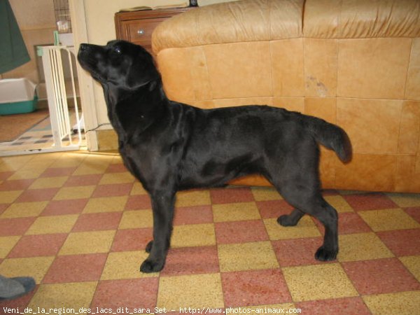 Photo de Labrador retriever