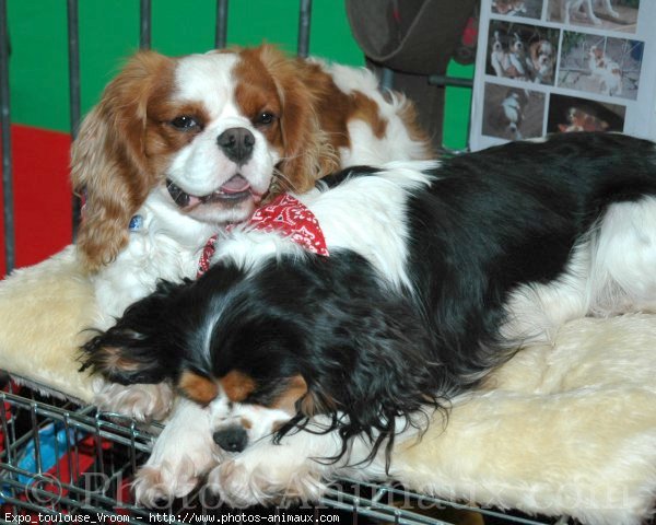 Photo de King charles spaniel