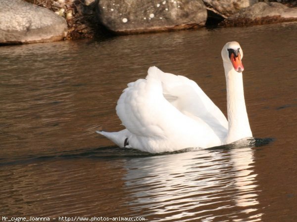 Photo de Cygne