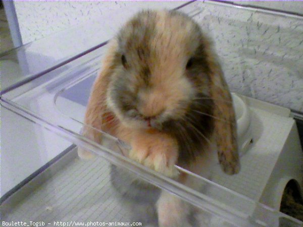 Photo de Lapin