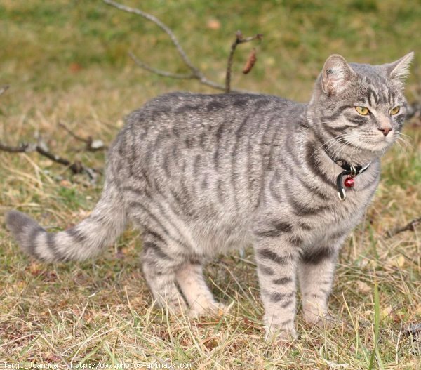 Photo de Chat domestique