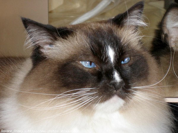 Photo de Ragdoll