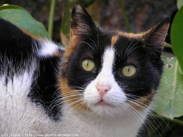 Photo de Chat domestique