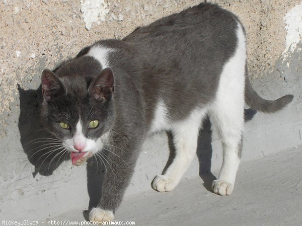 Photo de Chat domestique