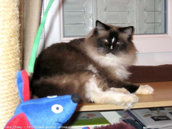 Photo de Ragdoll