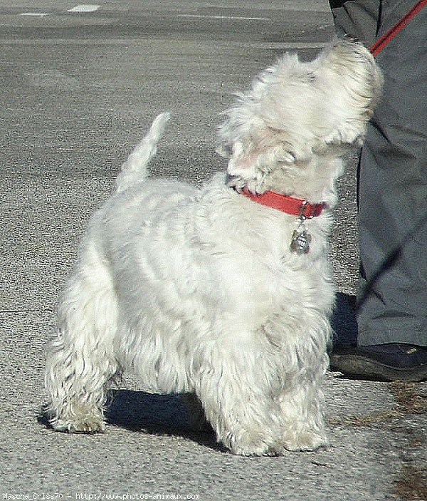 Photo de West highland white terrier