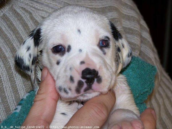 Photo de Dalmatien