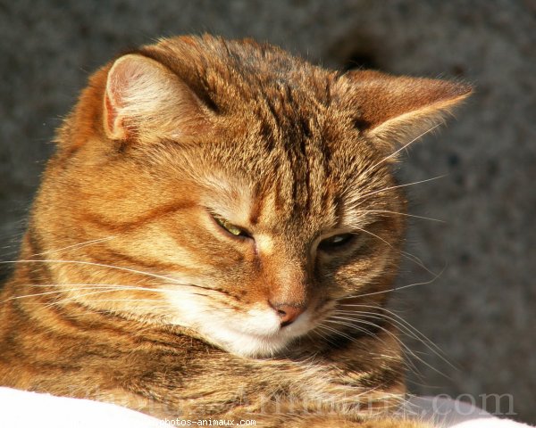 Photo de Chat domestique