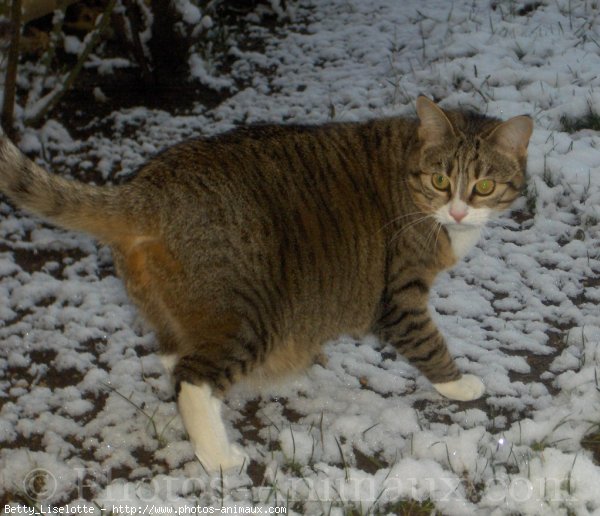 Photo de Chat domestique