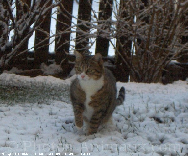 Photo de Chat domestique