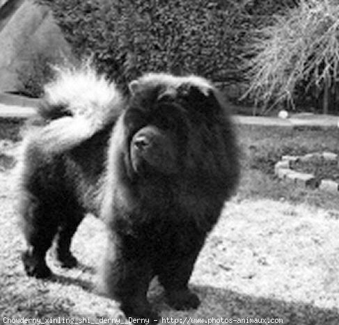 Photo de Chow chow