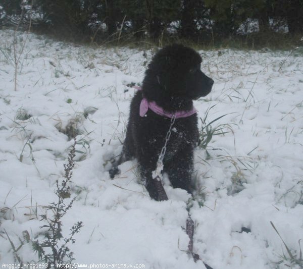 Photo de Chien de terre-neuve