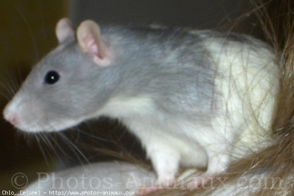 Photo de Rat