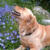 Photo de Golden retriever