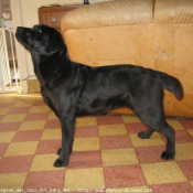 Photo de Labrador retriever