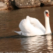 Photo de Cygne