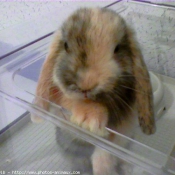 Photo de Lapin