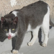 Photo de Chat domestique