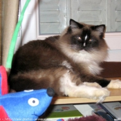 Photo de Ragdoll