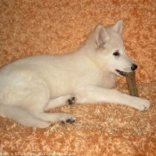 Photo de Berger blanc suisse