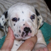 Photo de Dalmatien