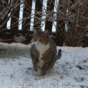 Photo de Chat domestique