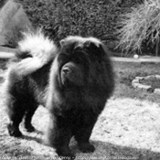 Photo de Chow chow