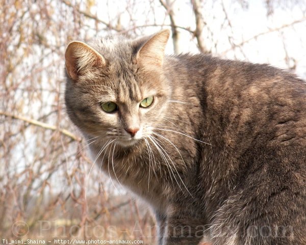 Photo de Chat domestique