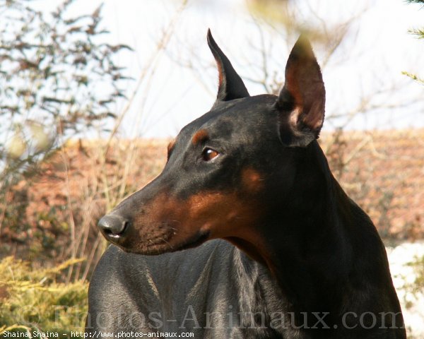 Photo de Dobermann