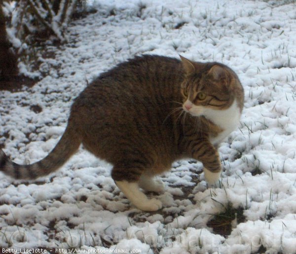 Photo de Chat domestique