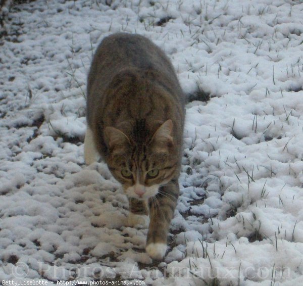 Photo de Chat domestique